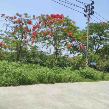 凤凰树/红花楹2～10公分基地直销规格齐全欢迎来电