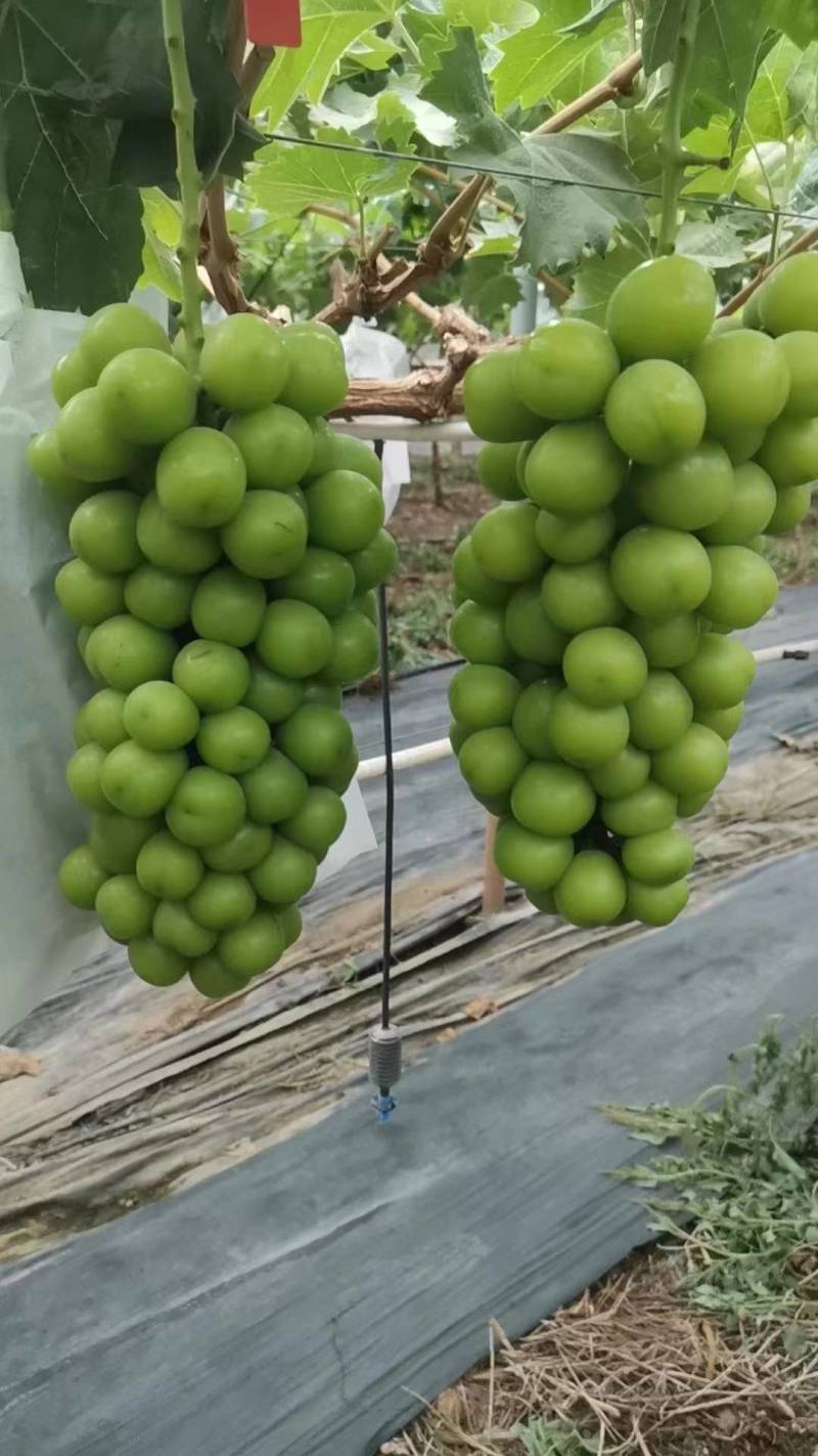 云南元谋阳光玫瑰