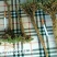 精品柴胡鲜货干货都有长期供应欢迎有需要的老板咨询