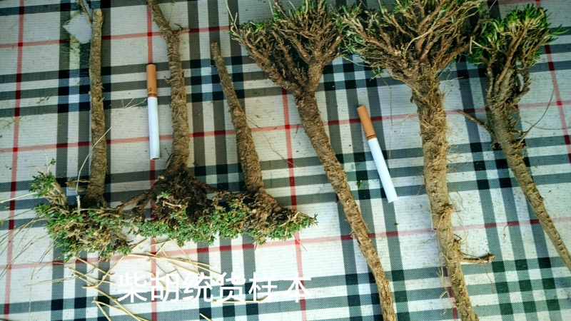 精品柴胡鲜货干货都有长期供应欢迎有需要的老板咨询