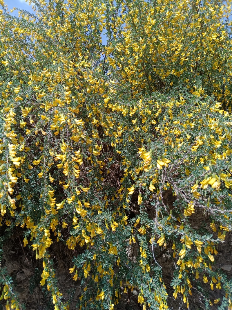 中药材金雀花欢迎咨询