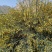 中药材金雀花欢迎咨询