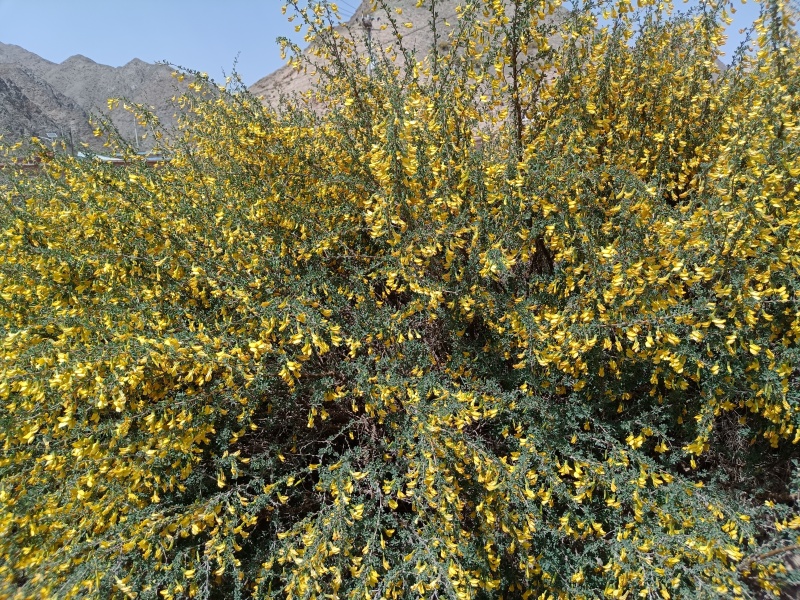 中药材金雀花欢迎咨询