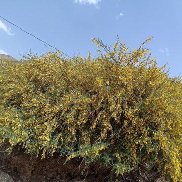 中药材金雀花欢迎咨询