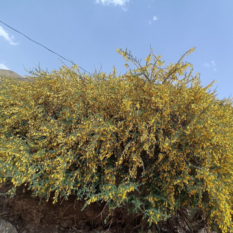中药材金雀花欢迎咨询