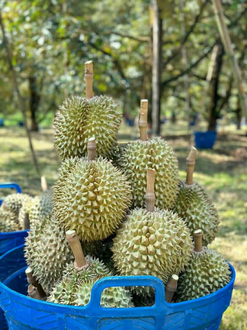 海南金枕榴莲皮薄肉厚核小口感软糯香甜果肉饱满