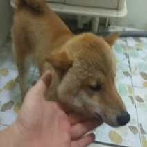 柴犬