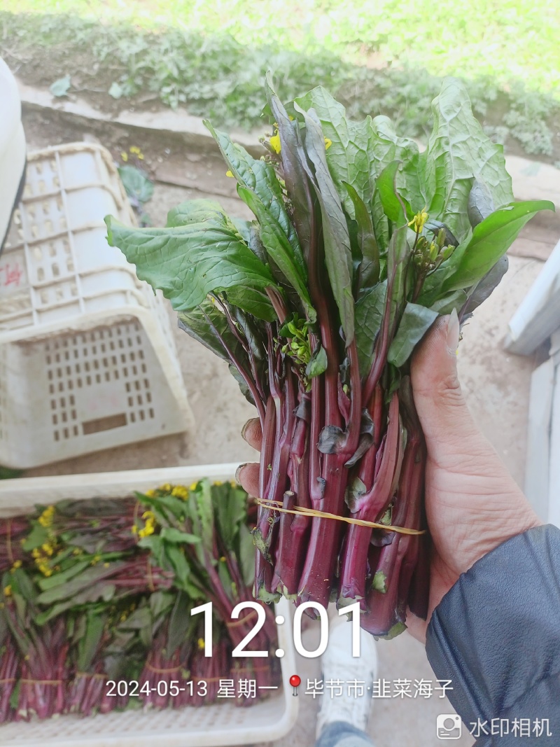 红菜苔