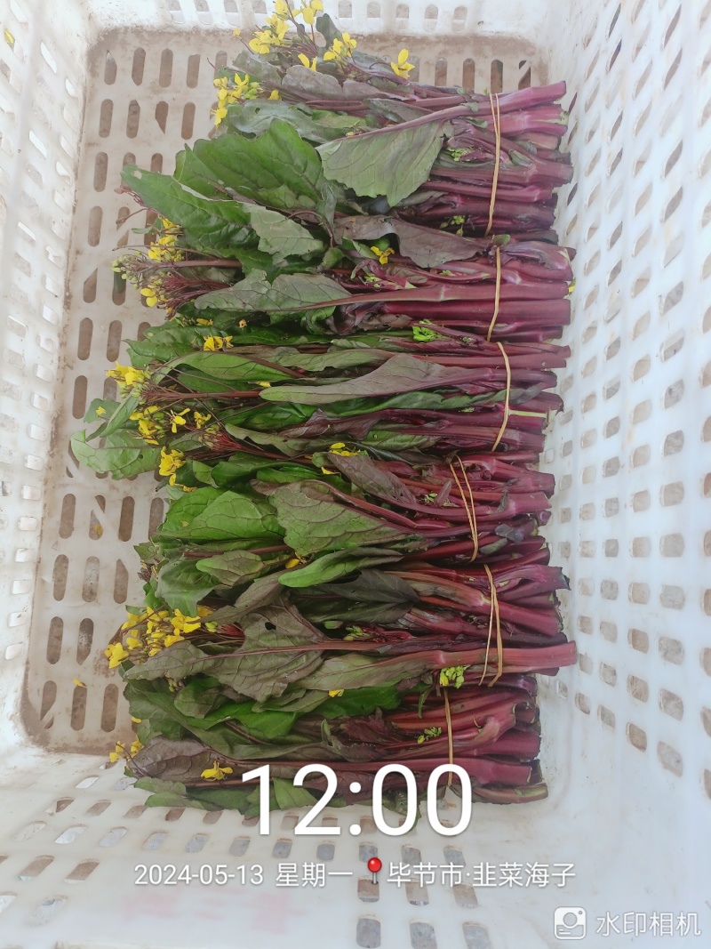 红菜苔