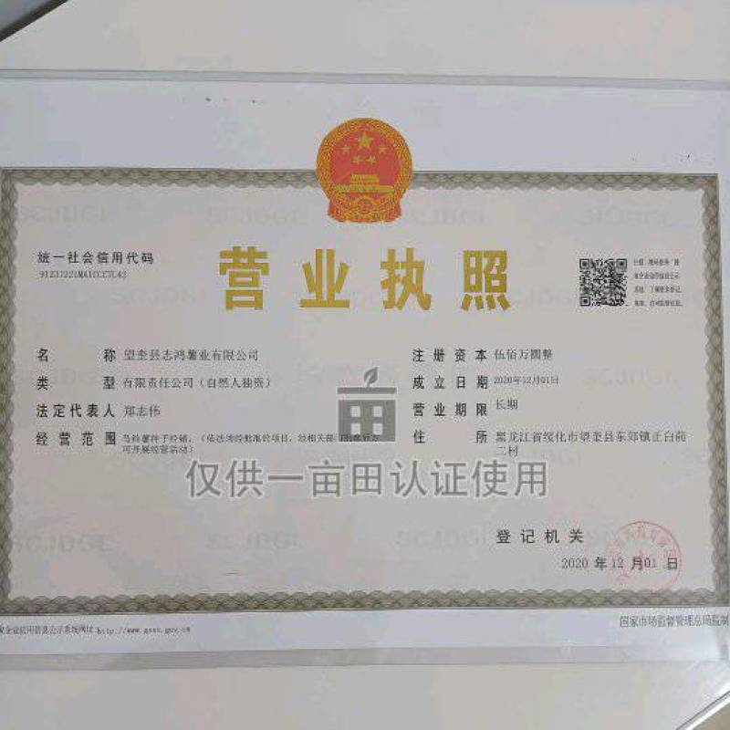 黑龙江脱毒土豆种子，荷兰806，荷兰十五，大量现货出售