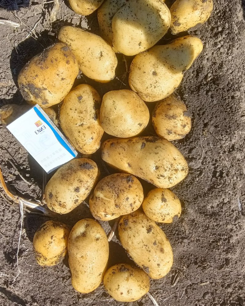 黑龙江脱毒土豆种子，荷兰806，荷兰十五，大量现货出售