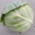 精品包菜华耐