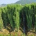 直立冬青，高度1.8m一2m，冠幅20公分一25公分量大