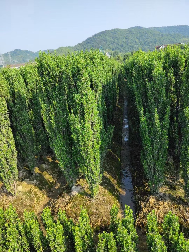 直立冬青，高度1.8m一2m，冠幅20公分一25公分量大