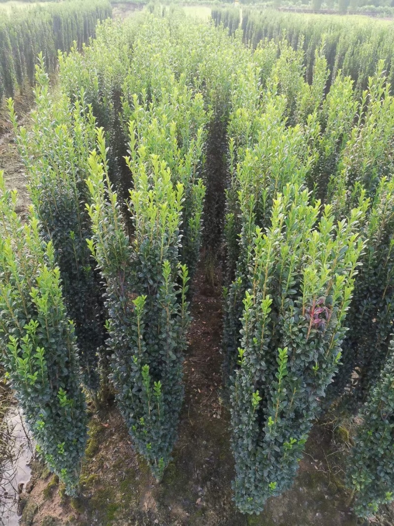 直立冬青，高度1.8m一2m，冠幅20公分一25公分量大