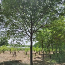 白蜡22公分地产苗
