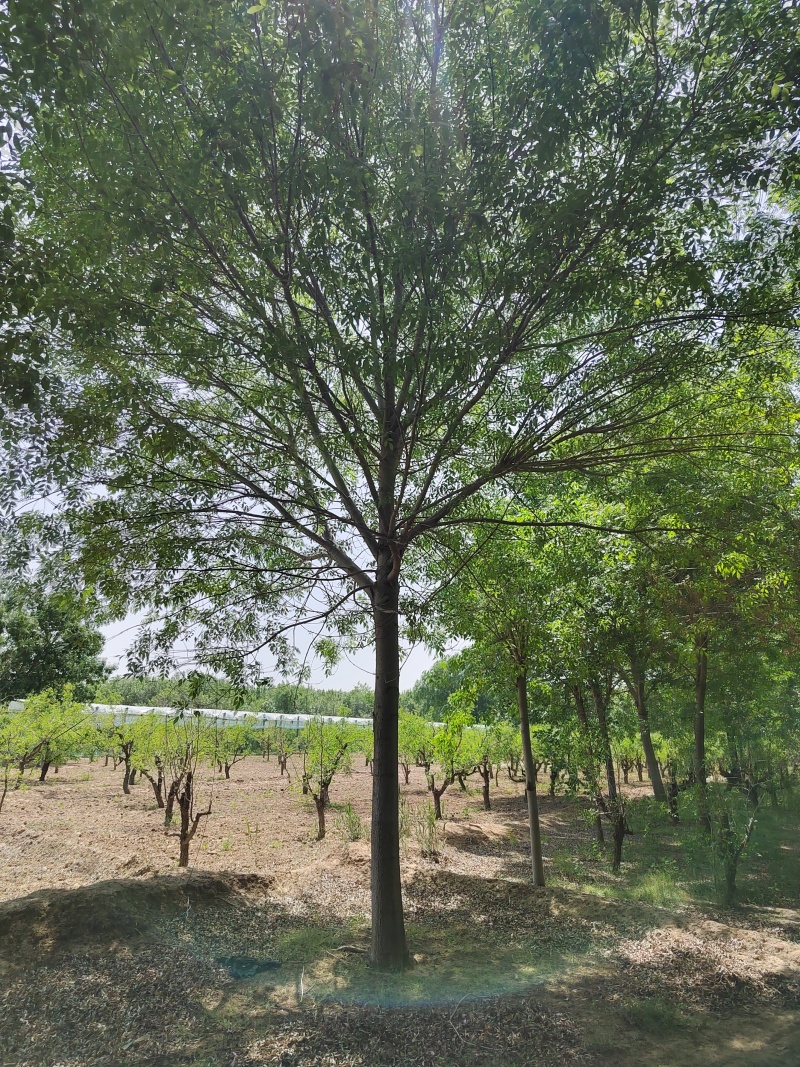 白蜡22公分地产苗