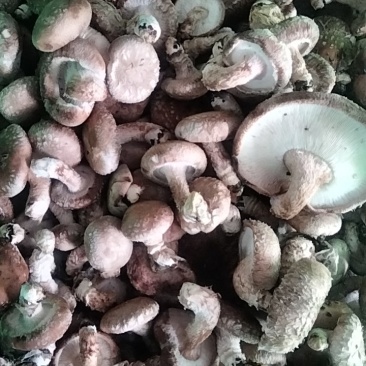 鲜香菇