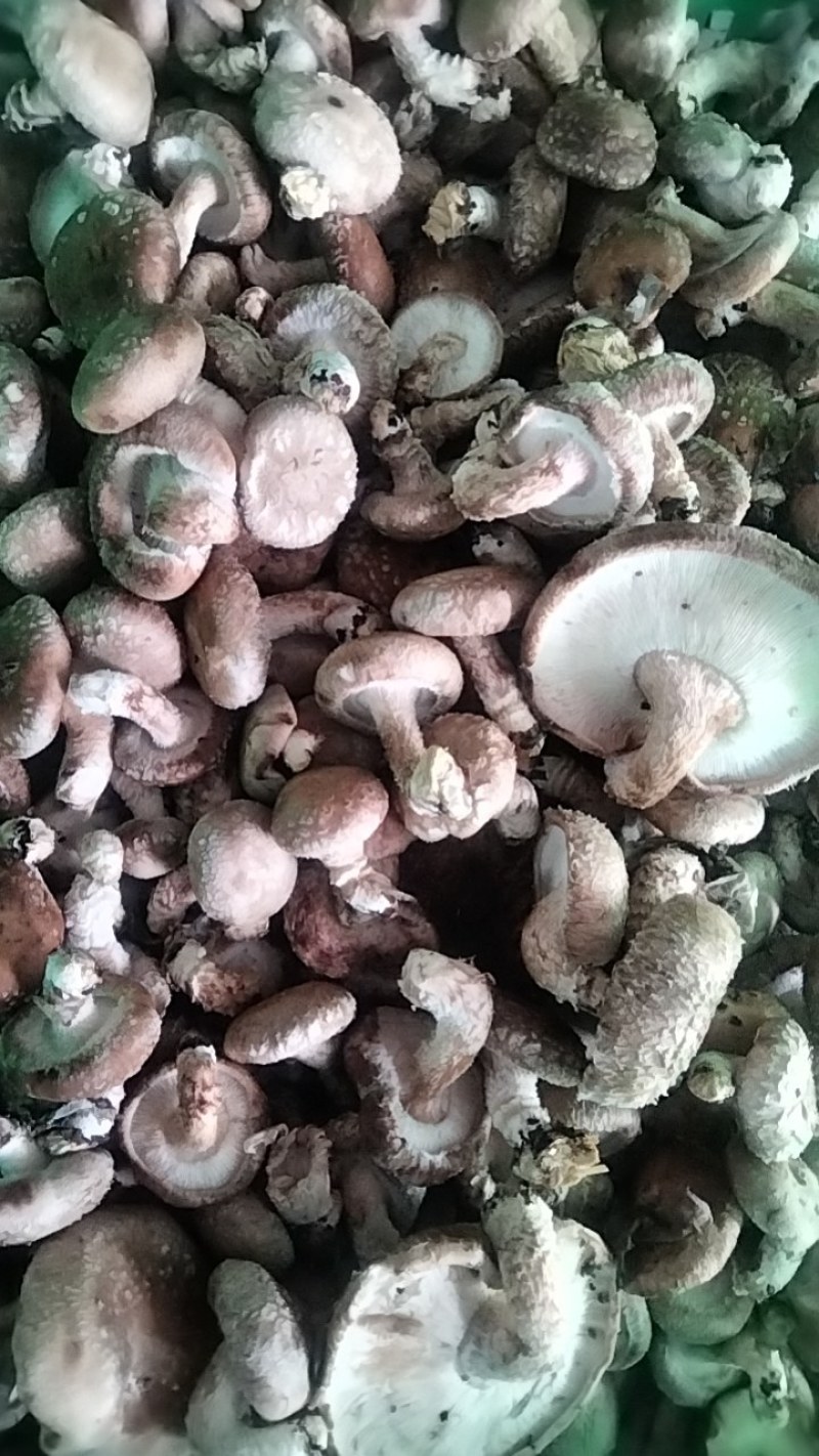 鲜香菇
