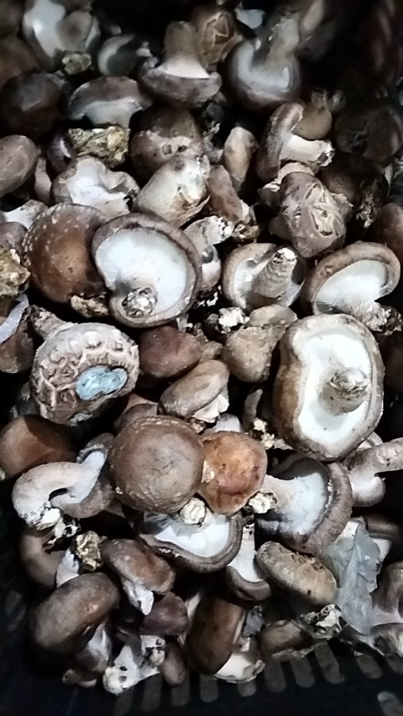 鲜香菇