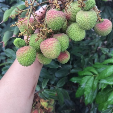妃子笑荔枝