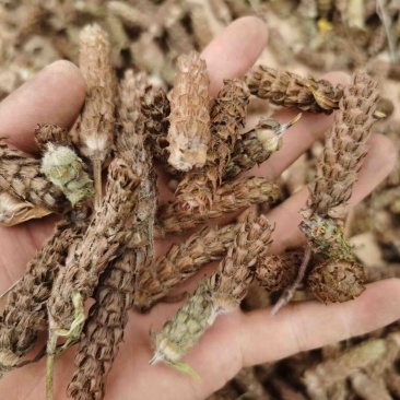 夏枯球产地一手货源，欢迎咨询，电联，大量货源！