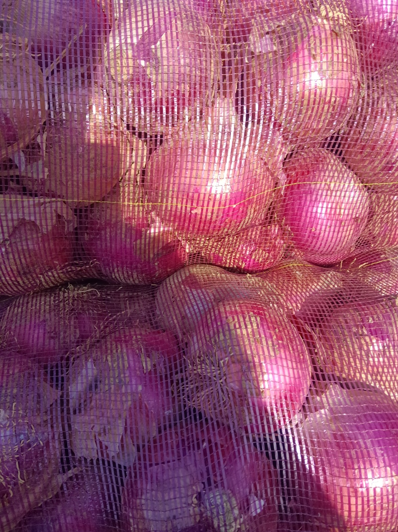 精品二红洋葱