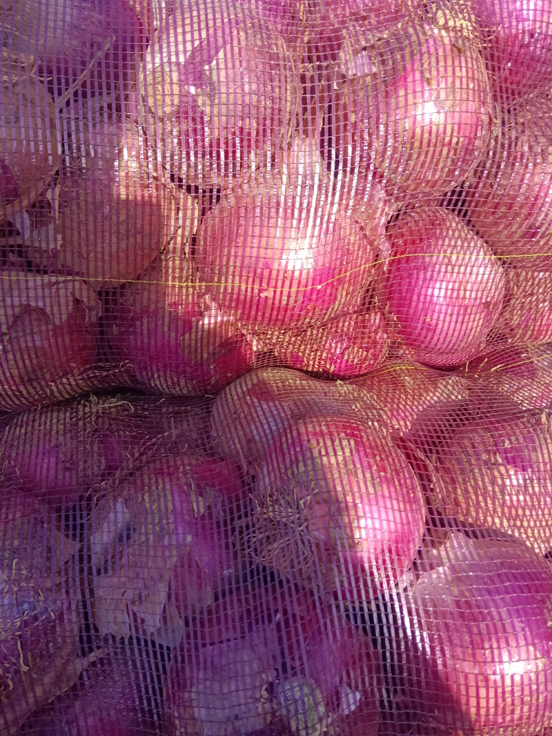 精品二红洋葱