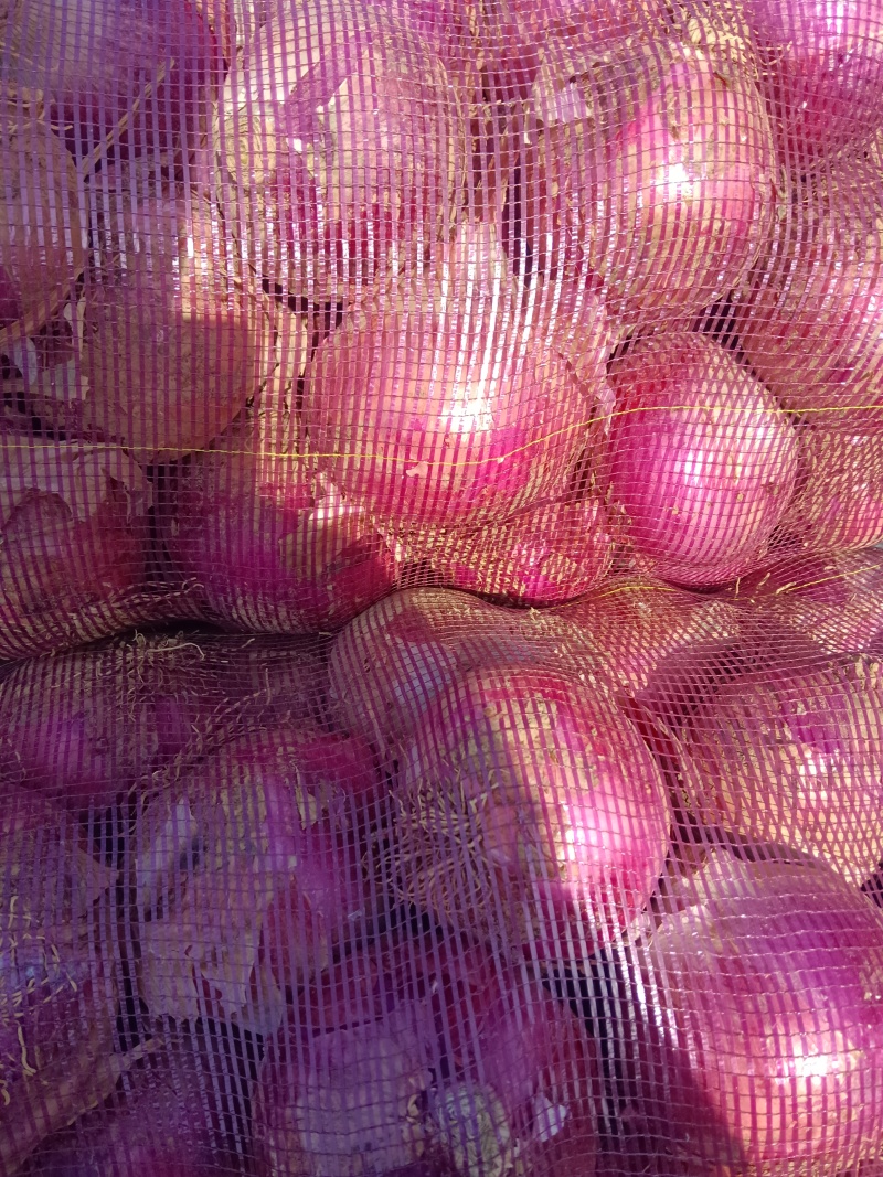 精品二红洋葱