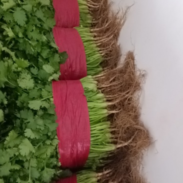 精品大叶香菜