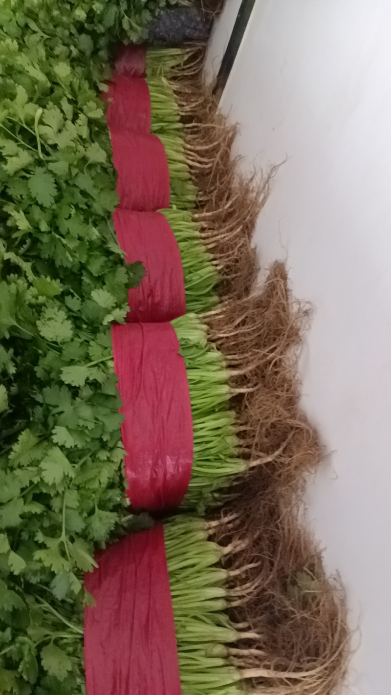 精品大叶香菜