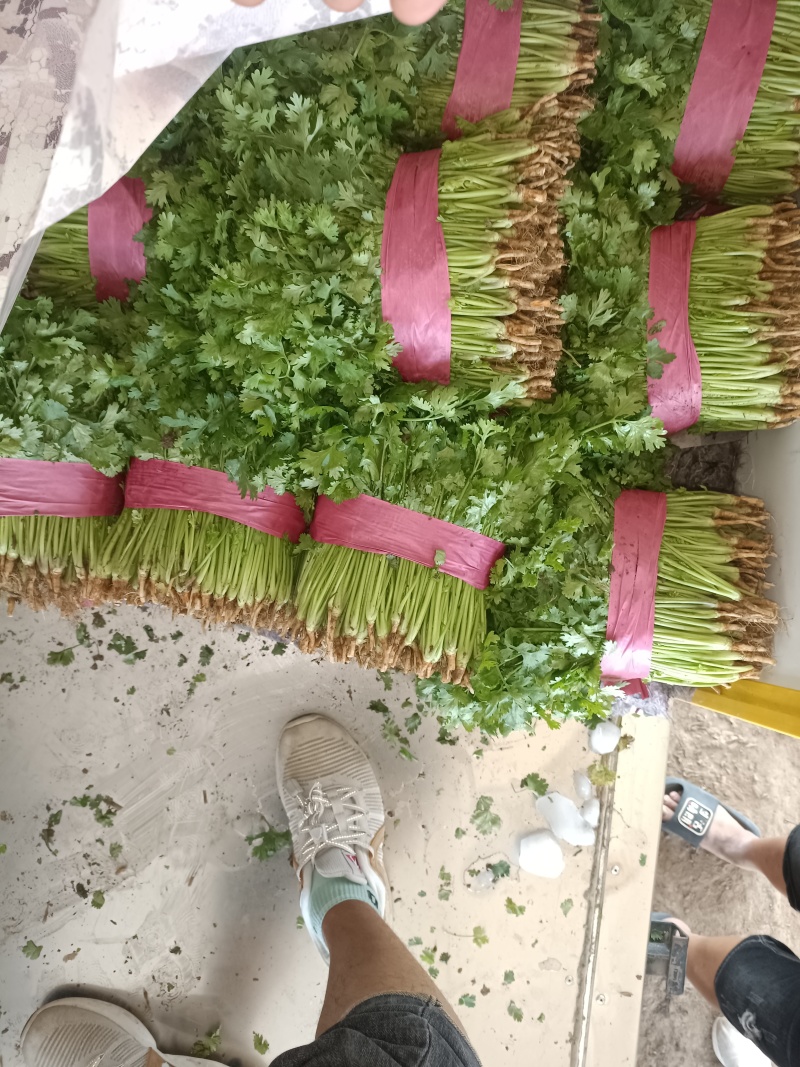 精品大叶香菜