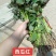 西瓜红红薯苗，普薯32西瓜红大田苗，普薯32红薯苗，脱毒