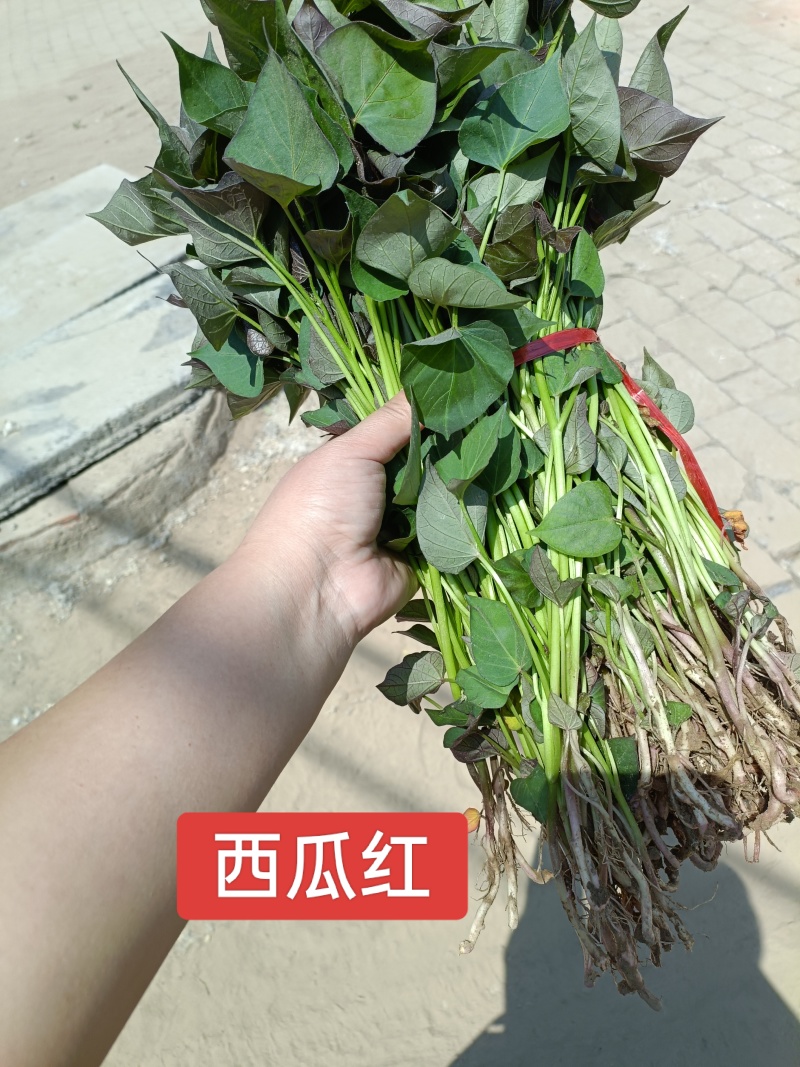 西瓜红红薯苗，普薯32西瓜红大田苗，普薯32红薯苗，脱毒