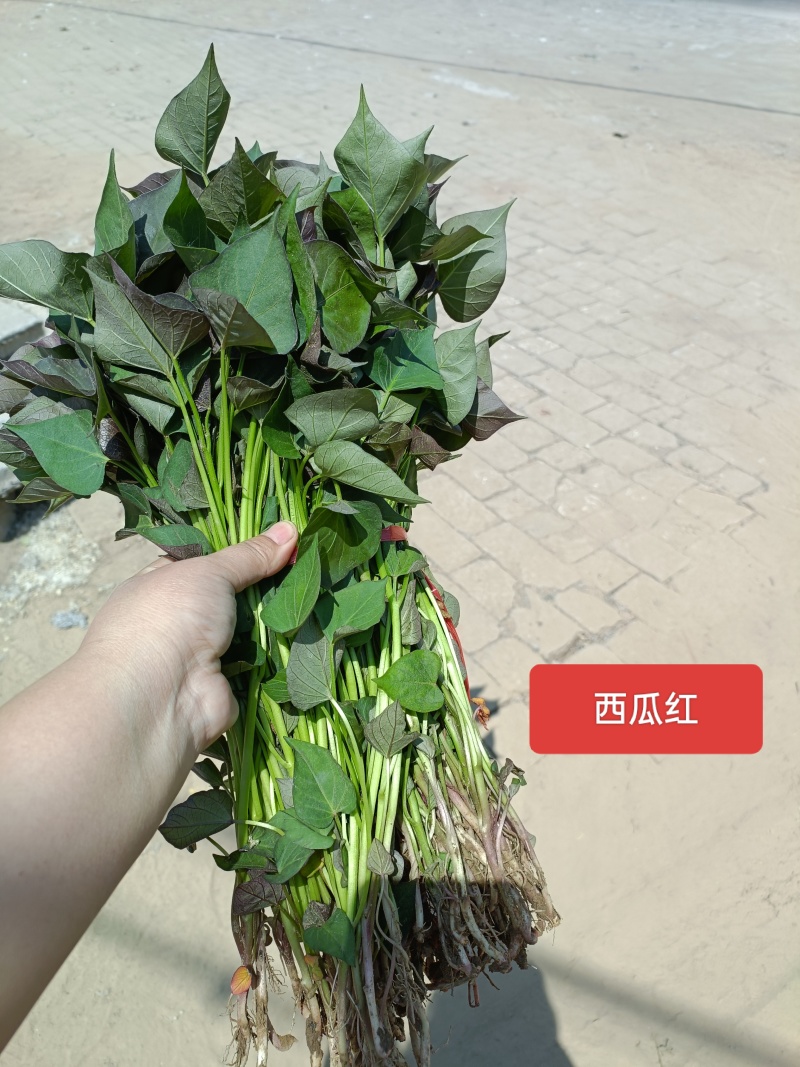 西瓜红红薯苗，普薯32西瓜红大田苗，普薯32红薯苗，脱毒