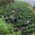 恩施高山富硒藤茶