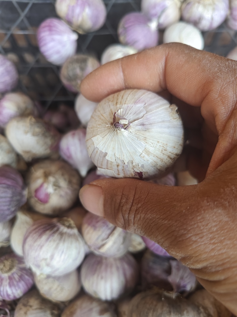 云南高原独头蒜，农家种植，自家量嗮，蒜香味十足