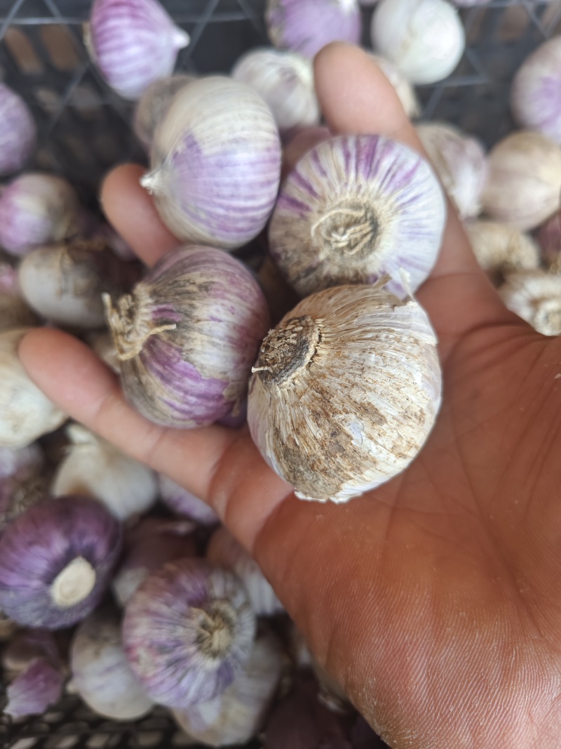 云南高原独头蒜，农家种植，自家量嗮，蒜香味十足