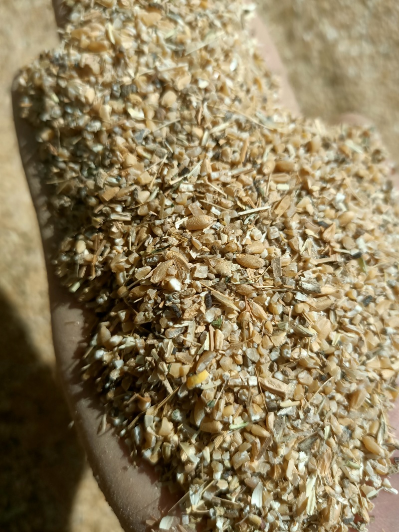 面粉厂筛选碎小麦草子麦无土无沙无霉变适合鸡鸭鹅养殖使用