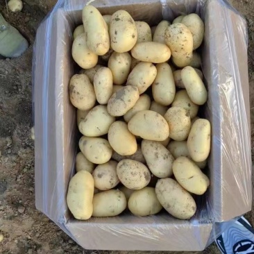 荷兰小土豆优质荷兰十五精选1～3两2～4两