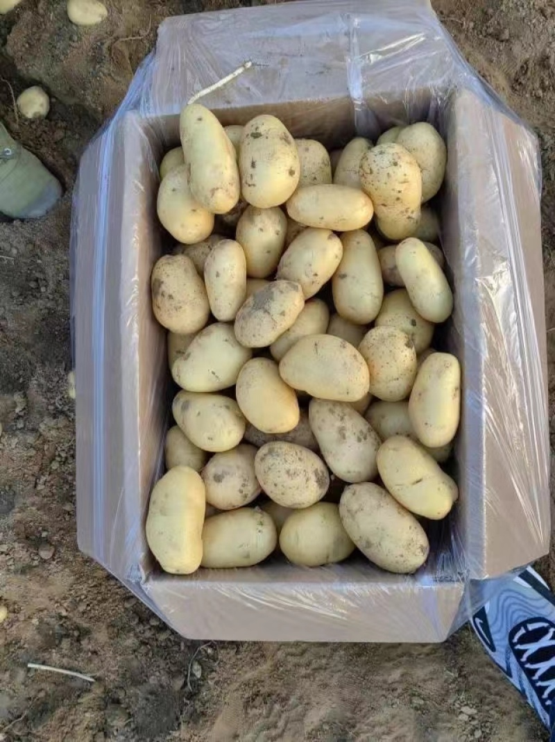 荷兰小土豆优质荷兰十五精选1～3两2～4两