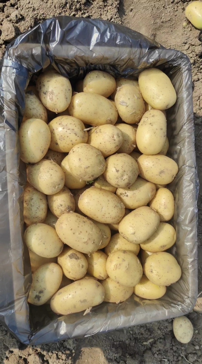 荷兰小土豆优质荷兰十五精选1～3两2～4两