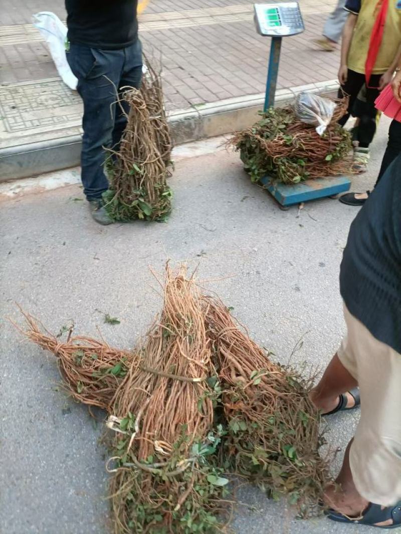 千斤拔新鲜，小叶包邮，小叶