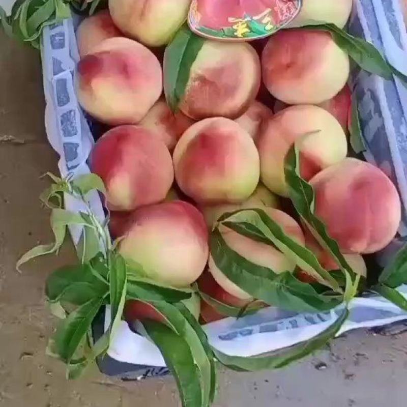 自产自销一百亩纯突围毛桃