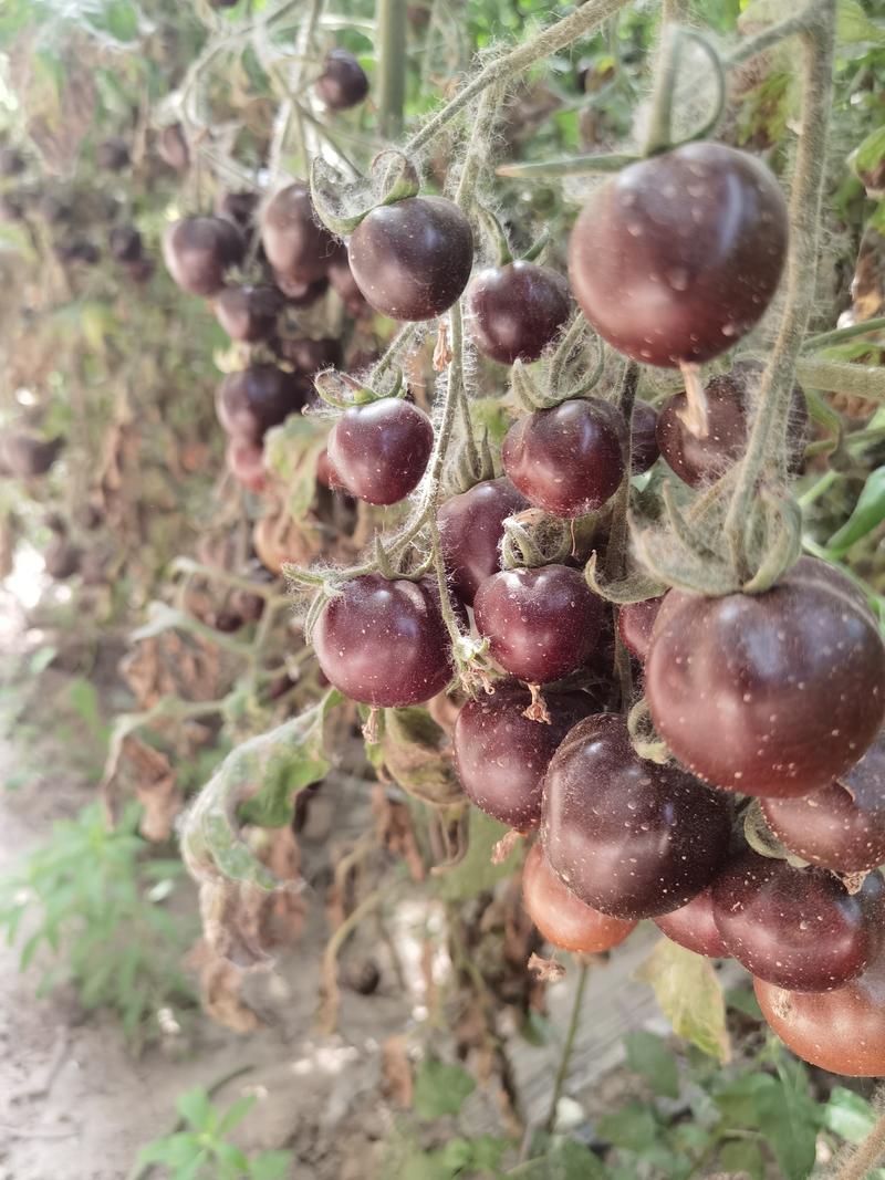 黑紫番茄，小番茄，紫色花青素，不甜不酸