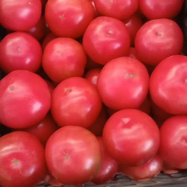 精品西红柿，质优价廉，欢迎全国各地朋友前来采购！