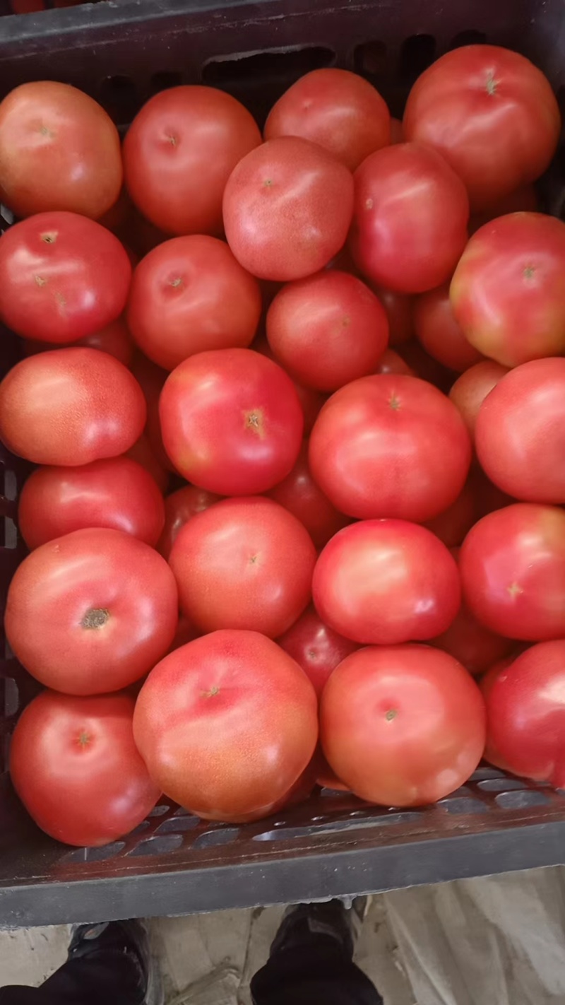 硬粉西红柿，质优价廉，欢迎全国各地朋友前来采购！