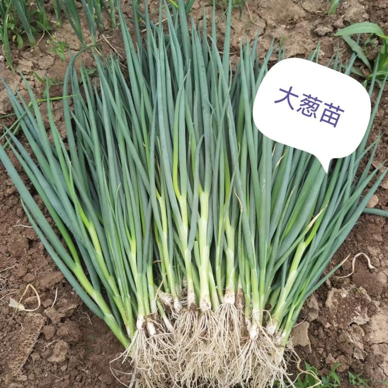 一代精选章丘长白葱苗，保存活，死苗补发，签合同保品质