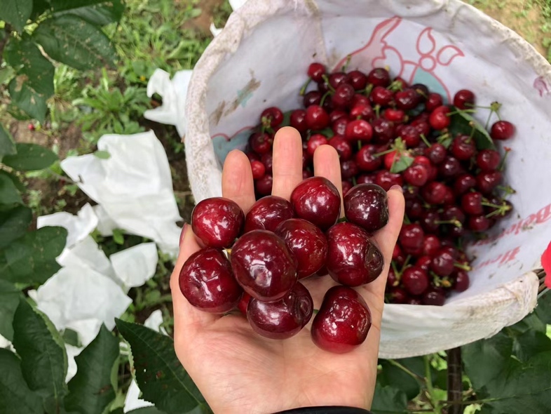 展示车厘子冷链运输车与恒温仓储仓库,体现现代物流保障能力 车厘子冷链运输与仓储场景