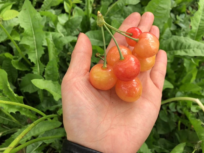 超市中陈列的进口车厘子